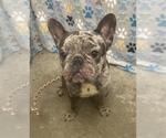 Small French Bulldog