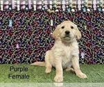 Small Photo #1 Golden Retriever Puppy For Sale in CORONA, CA, USA