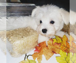Small Photo #3 Schnauzer (Miniature) Puppy For Sale in WINDYVILLE, MO, USA