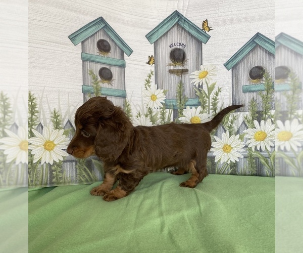 Medium Photo #2 Dachshund Puppy For Sale in STELLA, MO, USA