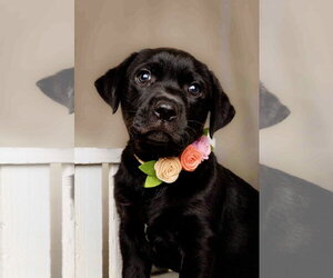 Labrador Retriever-Unknown Mix Dogs for adoption in McKinney, TX, USA