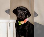 Cordelia - Female Labrador Retriever-Unknown Mix Dog for Adoption - Small photo