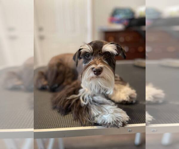 Medium Photo #1 Schnoodle (Miniature) Puppy For Sale in ELLISVILLE, MS, USA