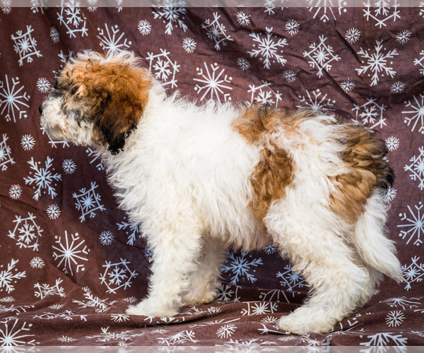 Medium Photo #9 Saint Berdoodle Puppy For Sale in WAKARUSA, IN, USA
