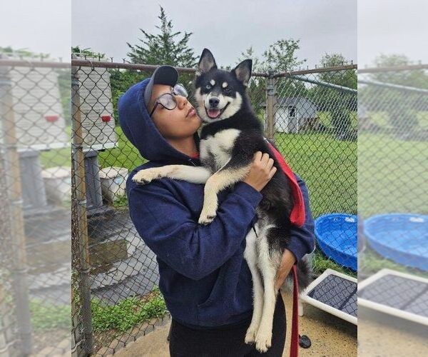 Medium Photo #3 Huskies -Pomeranian Mix Puppy For Sale in Spring Lake, NJ, USA