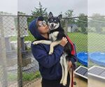 Small #2 Huskies -Pomeranian Mix