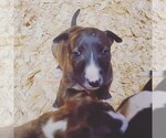 Small Photo #18 Bull Terrier Puppy For Sale in BUCKLIN, KS, USA