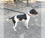 Small #2 German Shorthaired Pointer