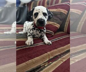 Dalmatian Dog for Adoption in NASHVILLE, Tennessee USA