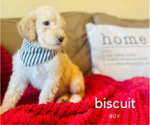 Goldendoodle Puppy for sale in ADA, OK, USA