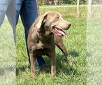 Small Photo #1 Labrador Retriever Puppy For Sale in NEOLA, WV, USA