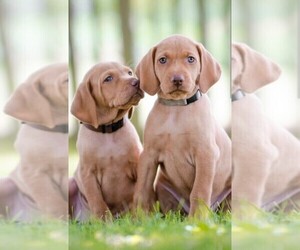 Vizsla Puppy for sale in EAST FREETOWN, MA, USA