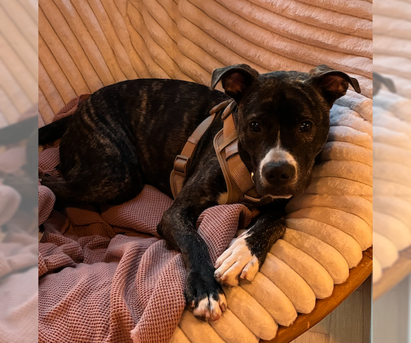 Medium Photo #4 American Staffordshire Terrier-Unknown Mix Puppy For Sale in Decatur, GA, USA