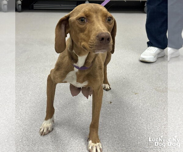 Medium Photo #1 Beagle-Retriever  Mix Puppy For Sale in Washington, DC, USA