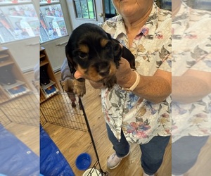 Medium Dachshund