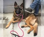 Small #3 German Shepherd Dog