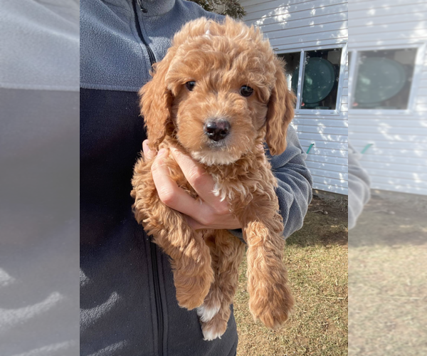 Medium Photo #2 Goldendoodle (Miniature) Puppy For Sale in MILWAUKEE, WI, USA