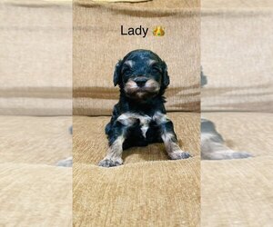 Cockapoo Puppy for sale in ALGOOD, TN, USA