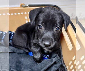 Mutt Dogs for adoption in Boca Raton, FL, USA