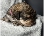 Small #6 Goldendoodle
