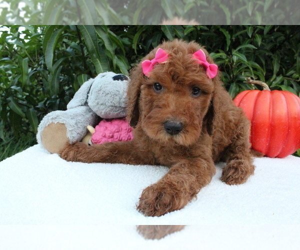 Medium Photo #7 Goldendoodle Puppy For Sale in WESLEY CHAPEL, FL, USA