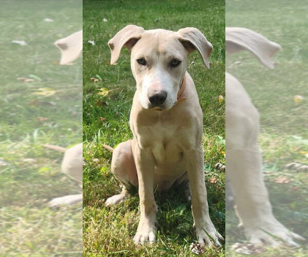 Medium Photo #2 Labrador Retriever-Unknown Mix Puppy For Sale in Germantown, OH, USA