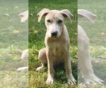 Small Photo #2 Labrador Retriever-Unknown Mix Puppy For Sale in Germantown, OH, USA