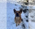 Small #1 Mutt