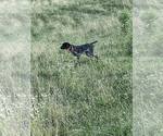 Small #26 German Shorthaired Pointer