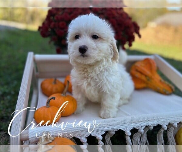 Medium Photo #30 Havachon Puppy For Sale in NIANGUA, MO, USA