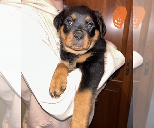 Rottweiler Puppy for sale in ALBION, MI, USA