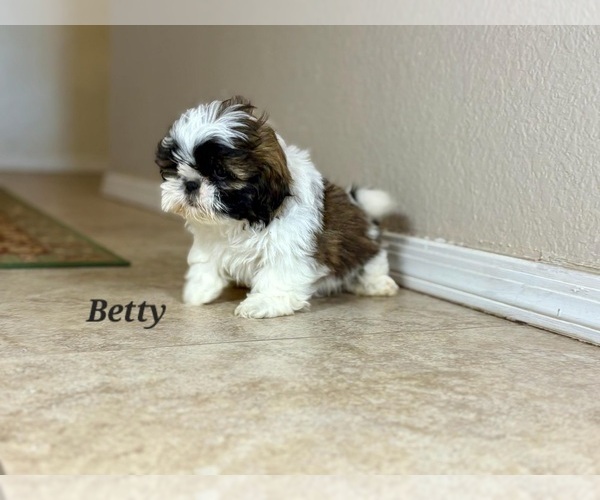 Medium Photo #2 Shih Tzu Puppy For Sale in TUCSON, AZ, USA