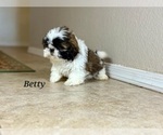 Small #1 Shih Tzu