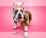 Small #5 American Staffordshire Terrier Mix