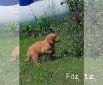 Puppy Fitz Golden Retriever