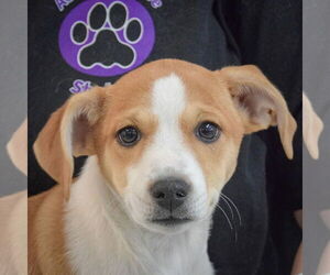 Beagle-Pointer Mix Dogs for adoption in Huntley, IL, USA