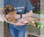 Small #4 Basset Hound