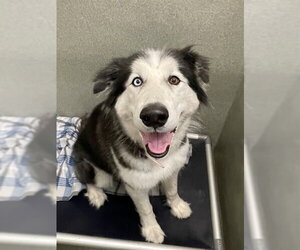 Alusky Dogs for adoption in Lee's Summit, MO, USA