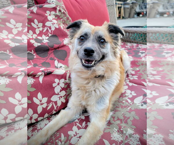 Medium Photo #1 Mutt Puppy For Sale in Sandy, UT, USA