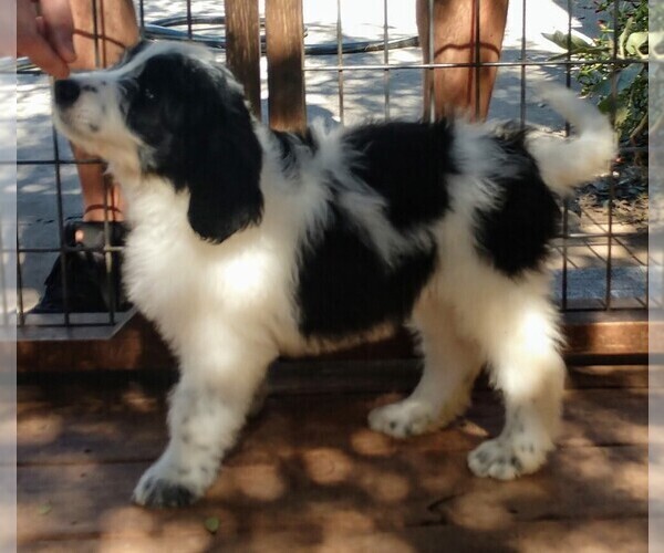 Medium Photo #5 Pyredoodle Puppy For Sale in MARION, TX, USA