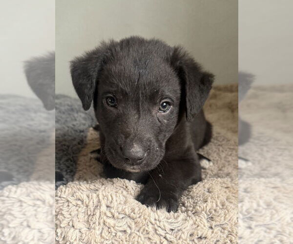 Medium Photo #3 Labrador Retriever-Unknown Mix Puppy For Sale in Bolivar, MO, USA