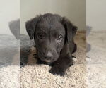 Small #2 Labrador Retriever Mix