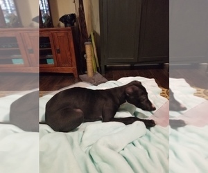 Mother of the Italian Greyhound puppies born on 04/17/2025
