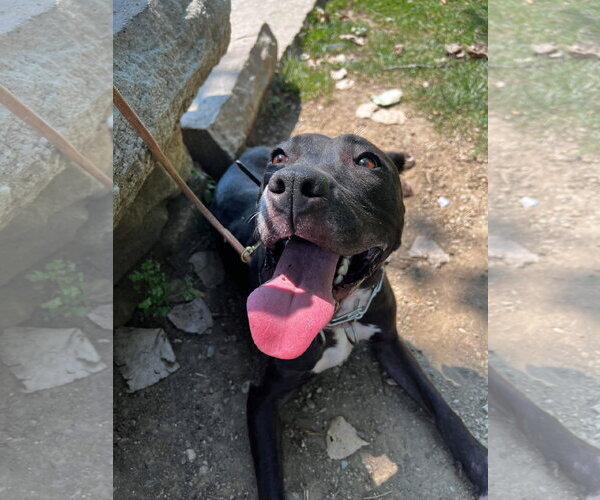 Medium Photo #53 American Pit Bull Terrier-Unknown Mix Puppy For Sale in Germantown, OH, USA