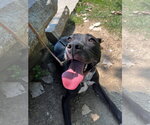 Small #52 American Pit Bull Terrier Mix