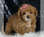 Small #3 Maltipoo
