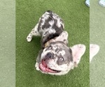 Small #2 French Bulldog