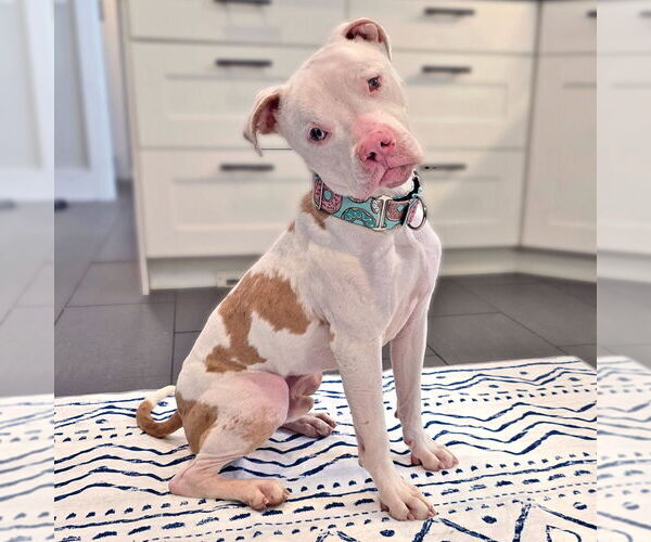 Medium Photo #2 American Staffordshire Terrier Puppy For Sale in Westminster, MA, USA