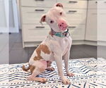 Small #1 American Staffordshire Terrier
