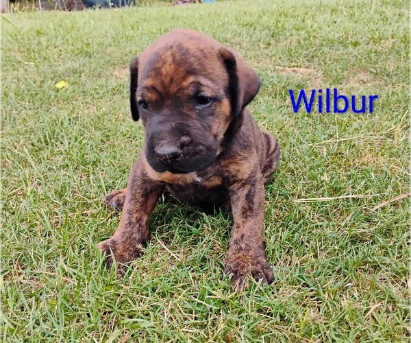 Medium Photo #12 Doberman Pinscher-Mastiff Mix Puppy For Sale in BRANTLEY, AL, USA